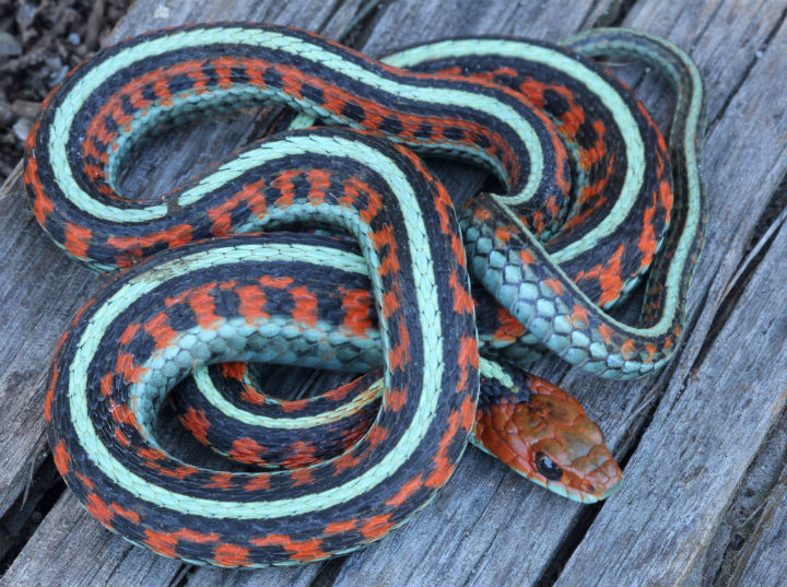 California Red-sided Garter Snake